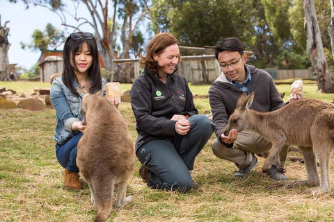 Bonorong Wildlife Park And Richmond Afternoon Tour From Hobart - Your Accommodation 1