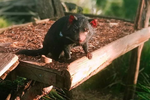 Bonorong Wildlife Park And Richmond Afternoon Tour From Hobart - Your Accommodation 4