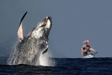 Sydney Harbour Tall Ship Whale & Sail - Whale Watching Cruise - Your Accommodation 0