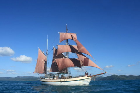 Sydney Harbour Tall Ship Whale & Sail - Whale Watching Cruise - Your Accommodation 1
