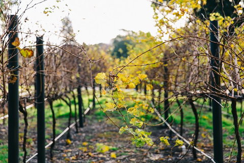 Australian Wine Discovery Tour Ticket - Your Accommodation 4