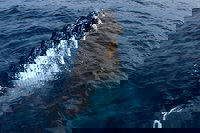 Phillip Island Whale Watching Tour