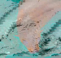 Wilsons Promontory Full Day Cruise