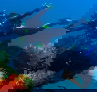 Scuba Dive the S.S. Yongala Wreck on the Great Barrier Reef. - Your Accommodation